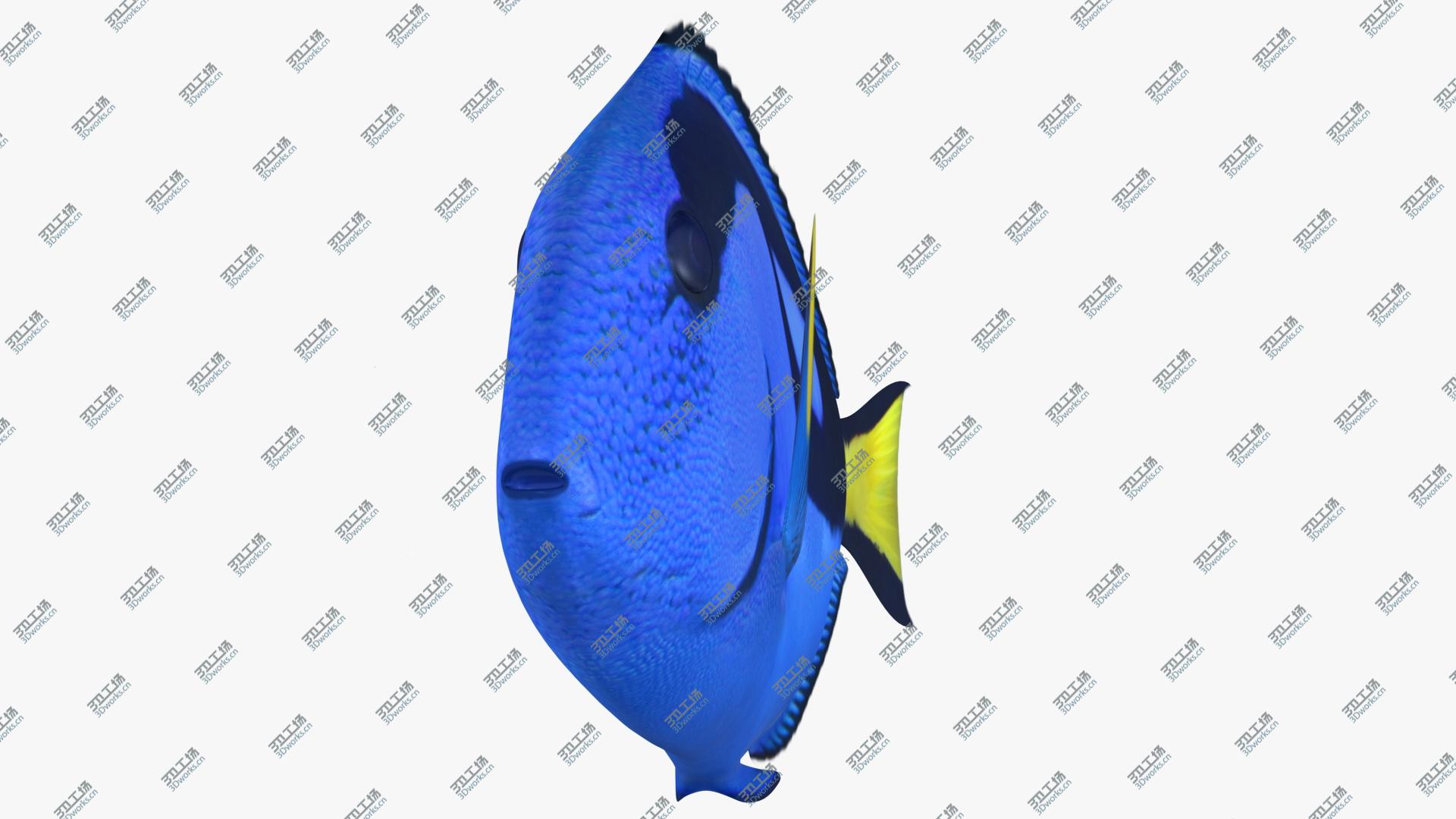 images/goods_img/202105071/Blue Tang (Animated) 3D/4.jpg